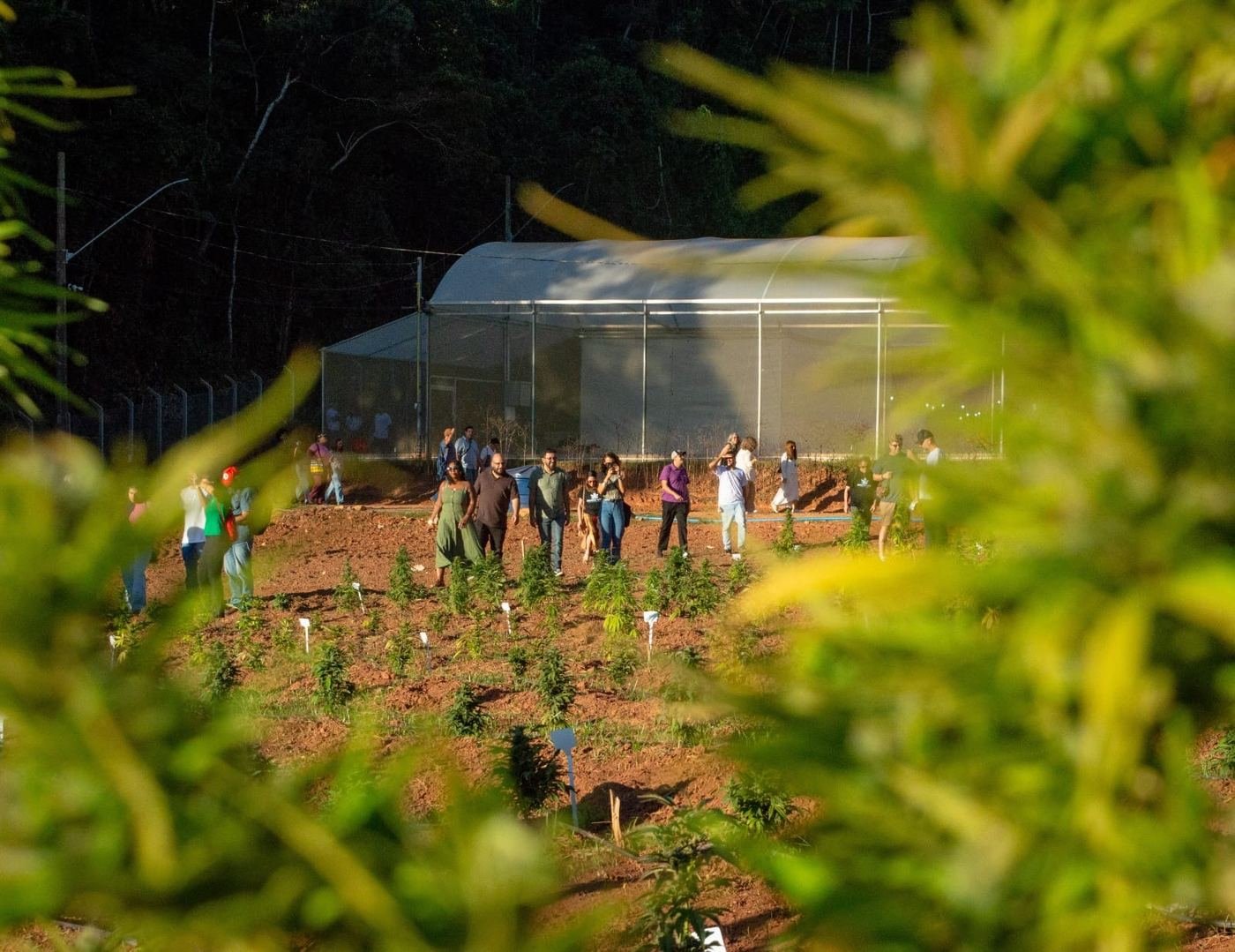 Plantas jovens de Cannabis sativa L. em primeiro plano, com a estufa e o campo experimental do BAGC/UFV ao fundo, em Viçosa.