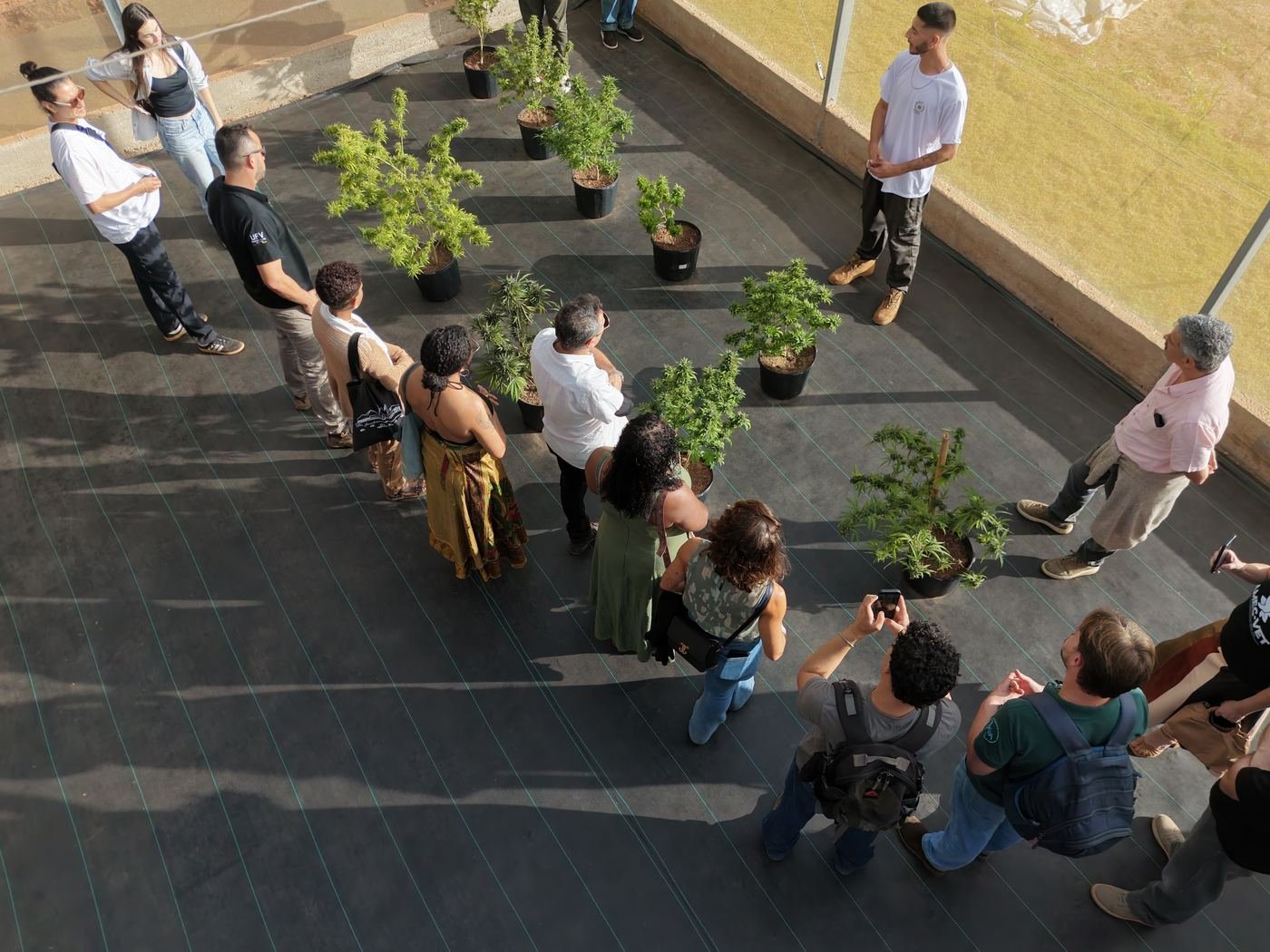 Vista aérea da estufa do BAGC/UFV com plantas de Cannabis sativa L. em vasos enfileirados e um grupo de visitantes.