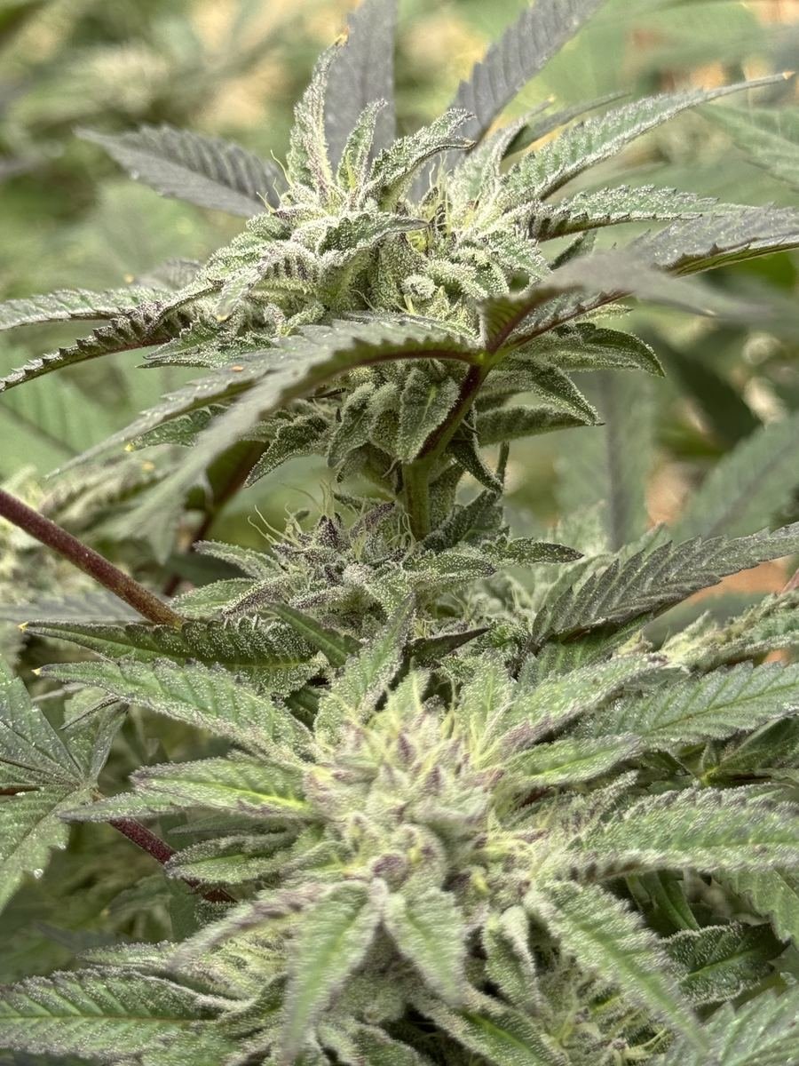 Detalhe de inflorescências de Cannabis sativa L. em floração, com tricomas glandulares visíveis.